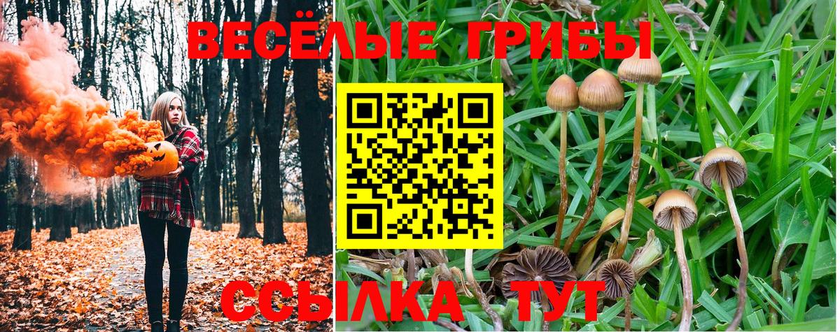Галлюциногенные грибы Psilocybe Кинель