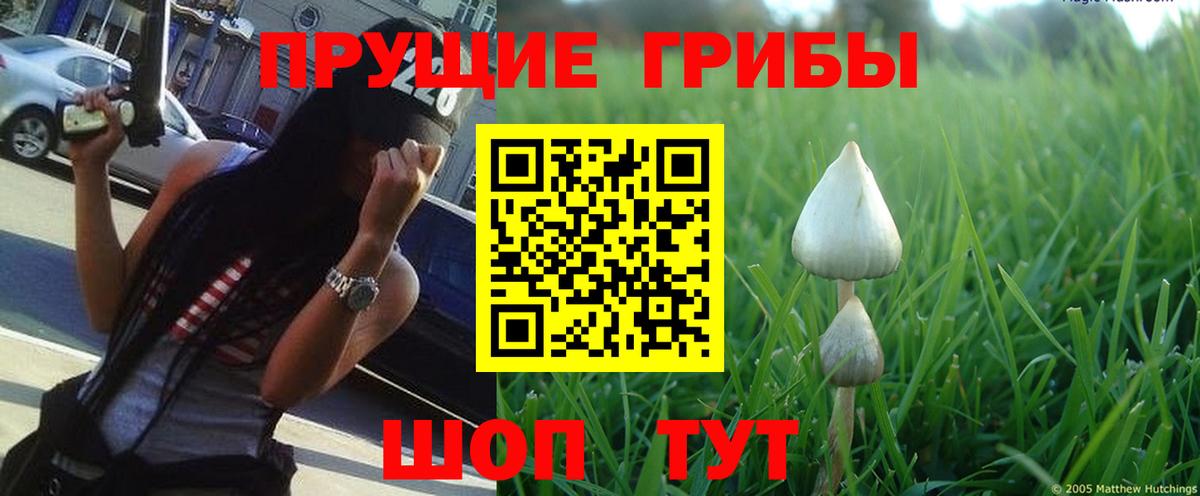 Кинель  Галлюциногенные грибы Cubensis  Вход с VPN  Галлюциногенные грибы Magic Shrooms 